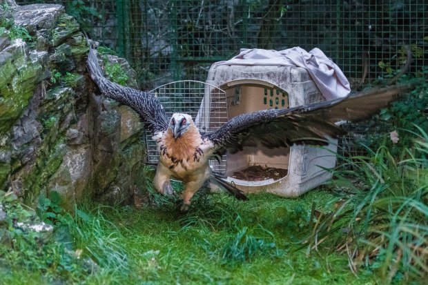  Chov orlosupů v pražské zoo posílil mladý pár z Haringsee v Rakousku